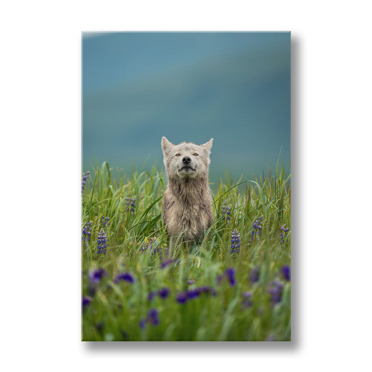Whispers of the Meadow