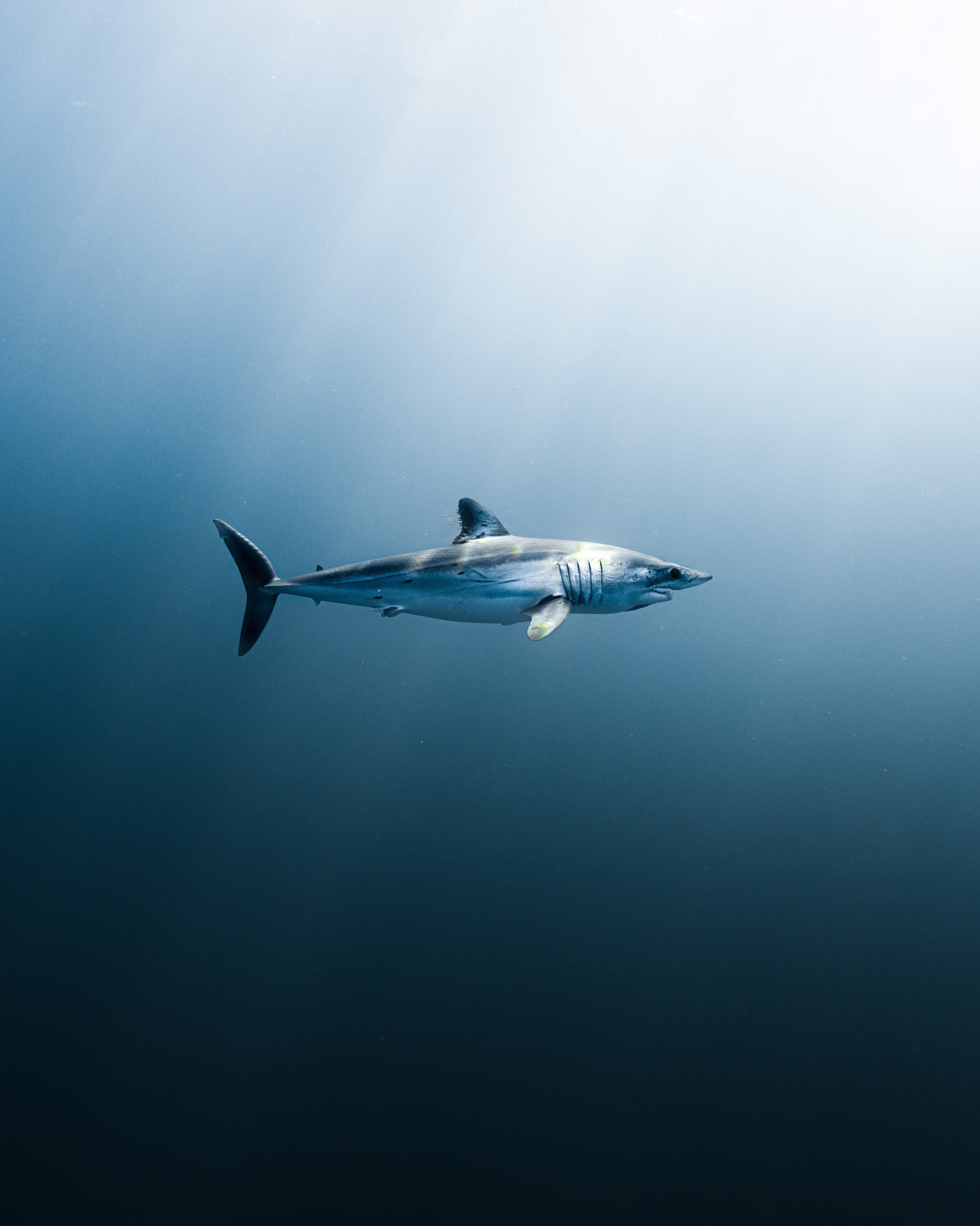 LONGFIN MAKO SHARK