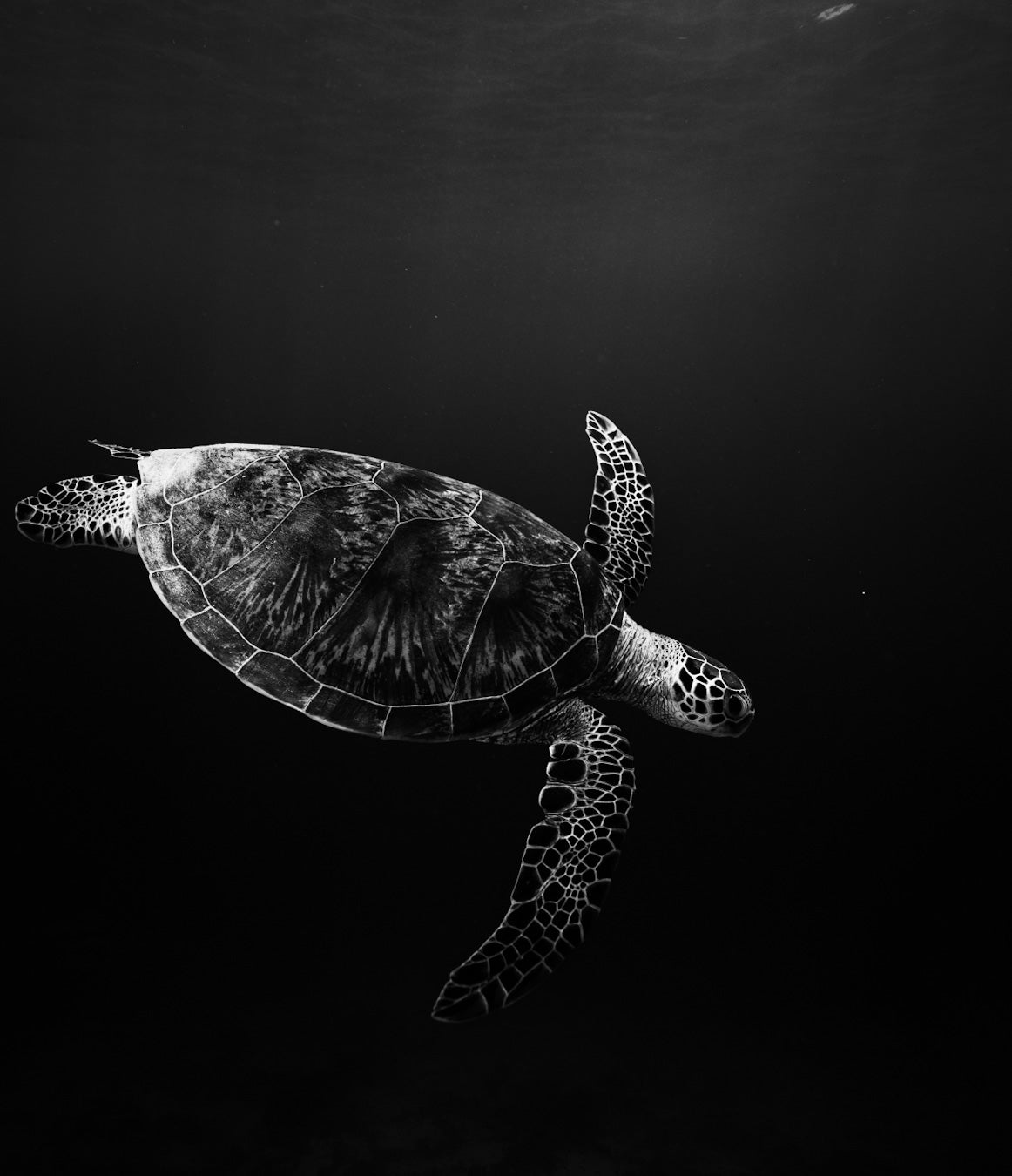 SEA TURTLE